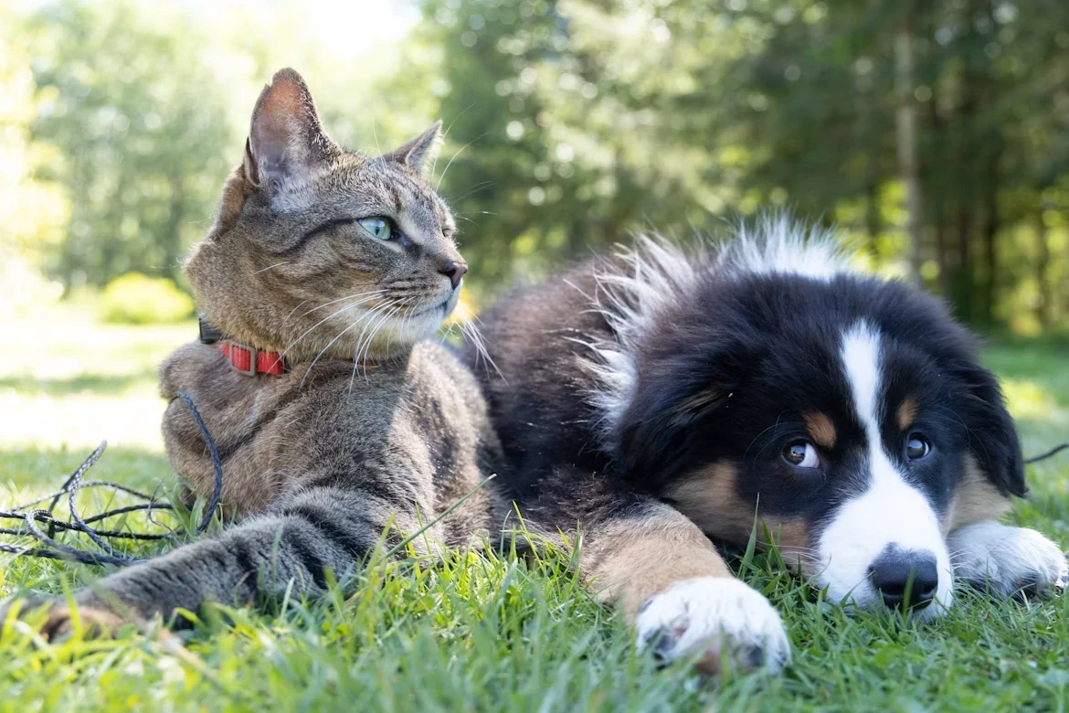 Um cão e um gato deitados juntos na grama